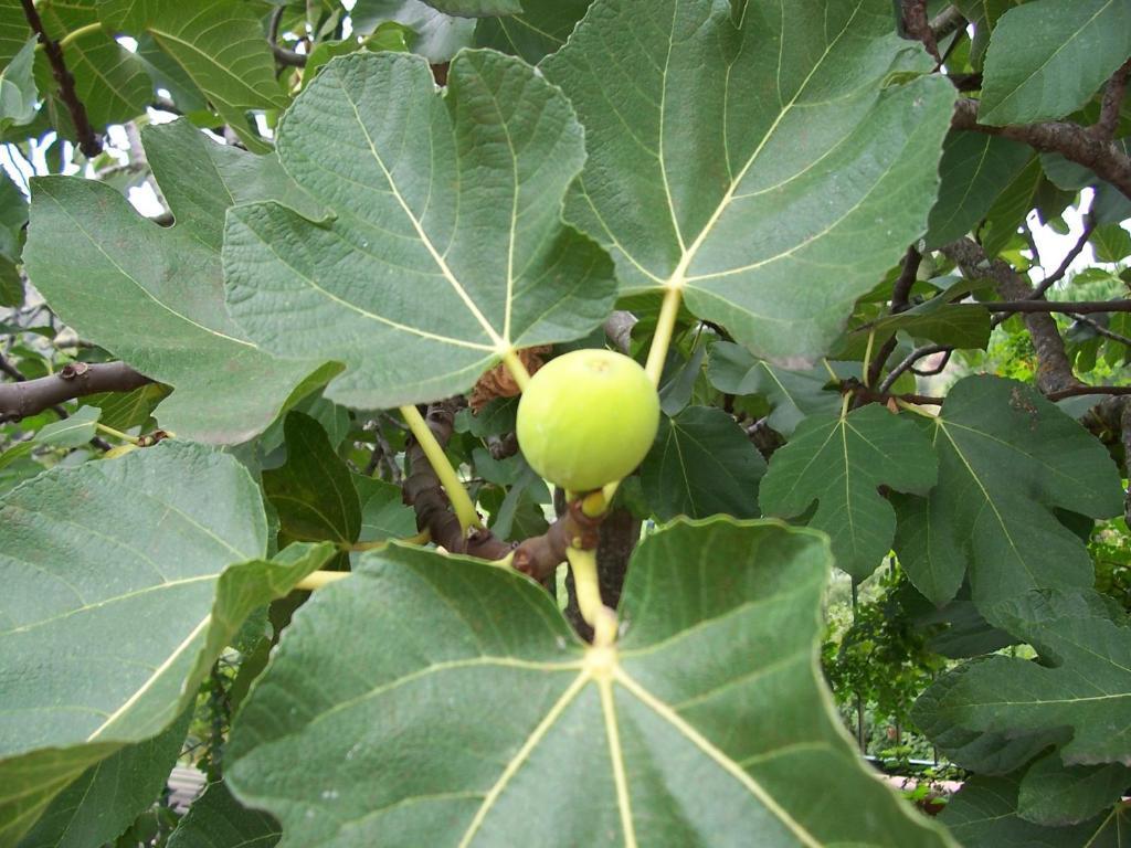 B&B Arcobaleno Cefalu Ngoại thất bức ảnh